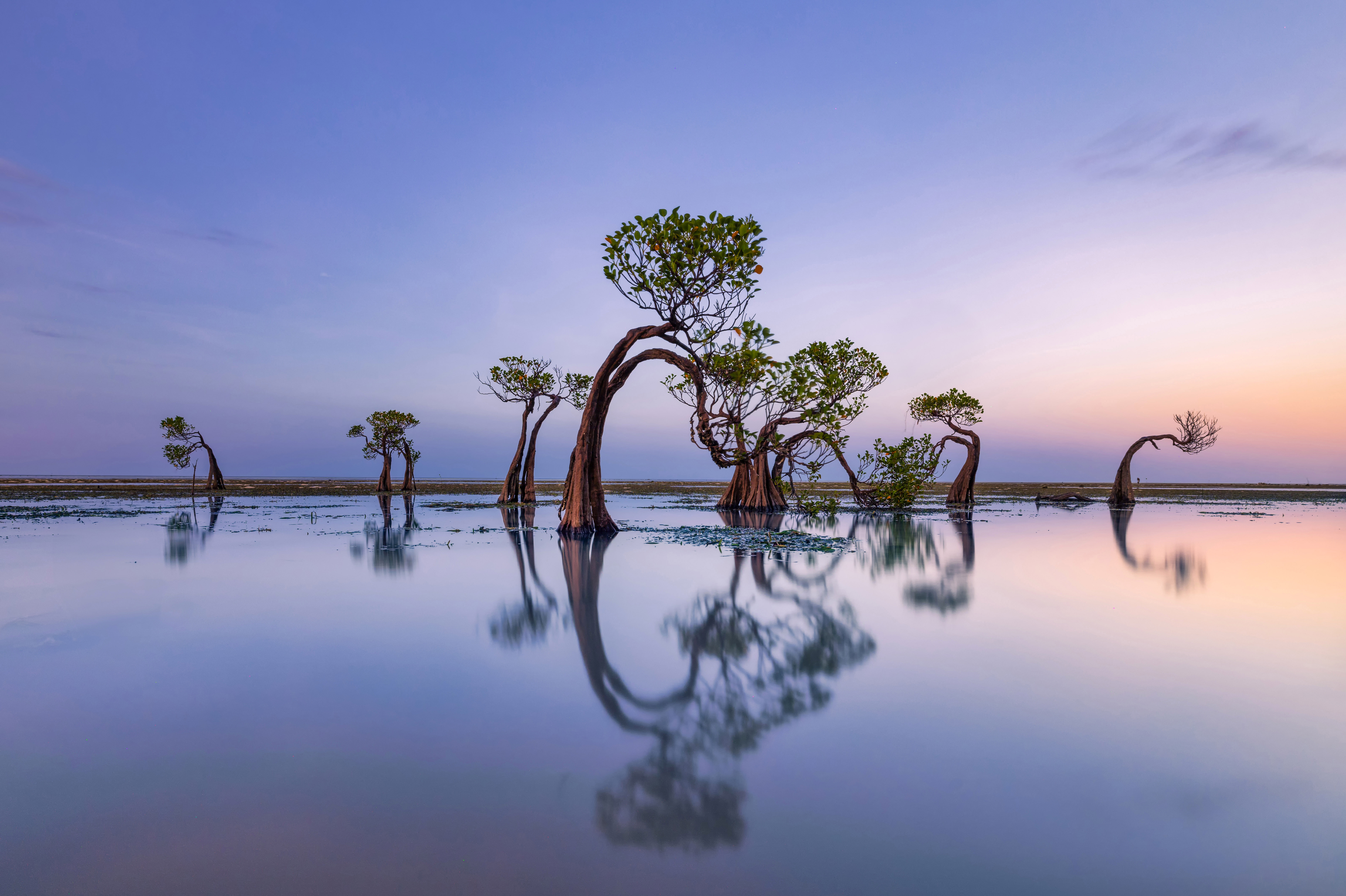 أشجار راقصة